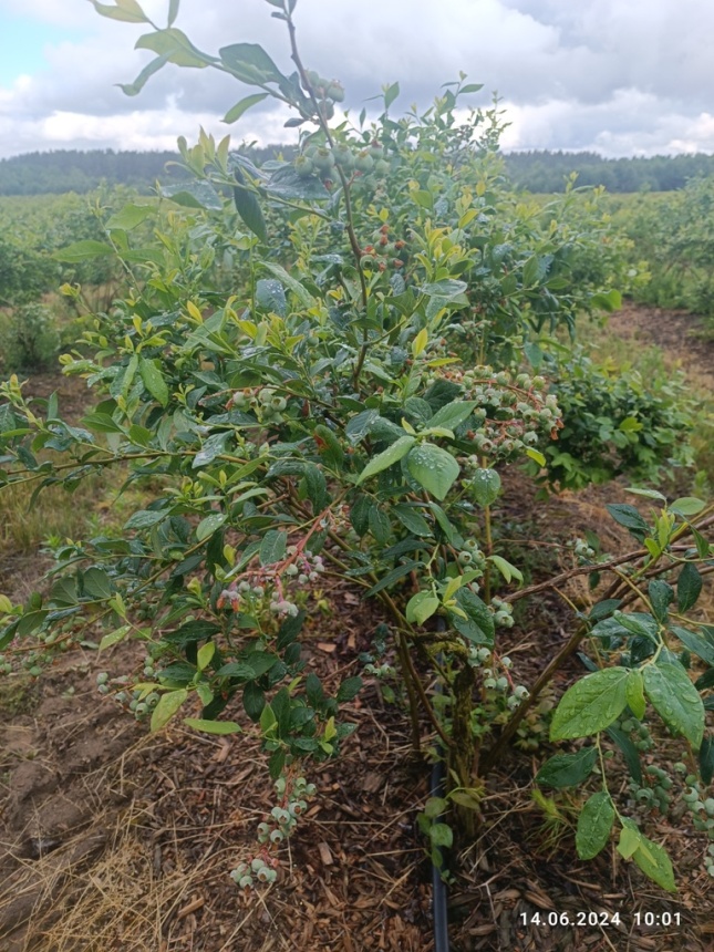 Продаётся фермерское хозяйство с плантацией голубики