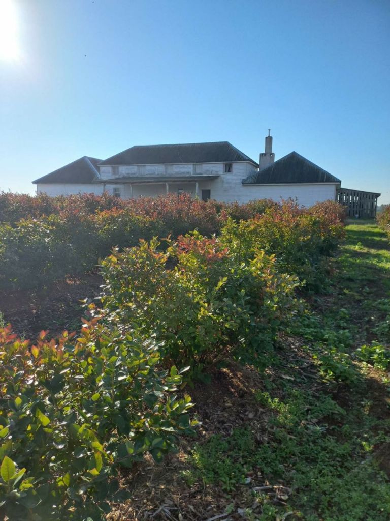 Продается фермерское хозяйство  в Раубичах