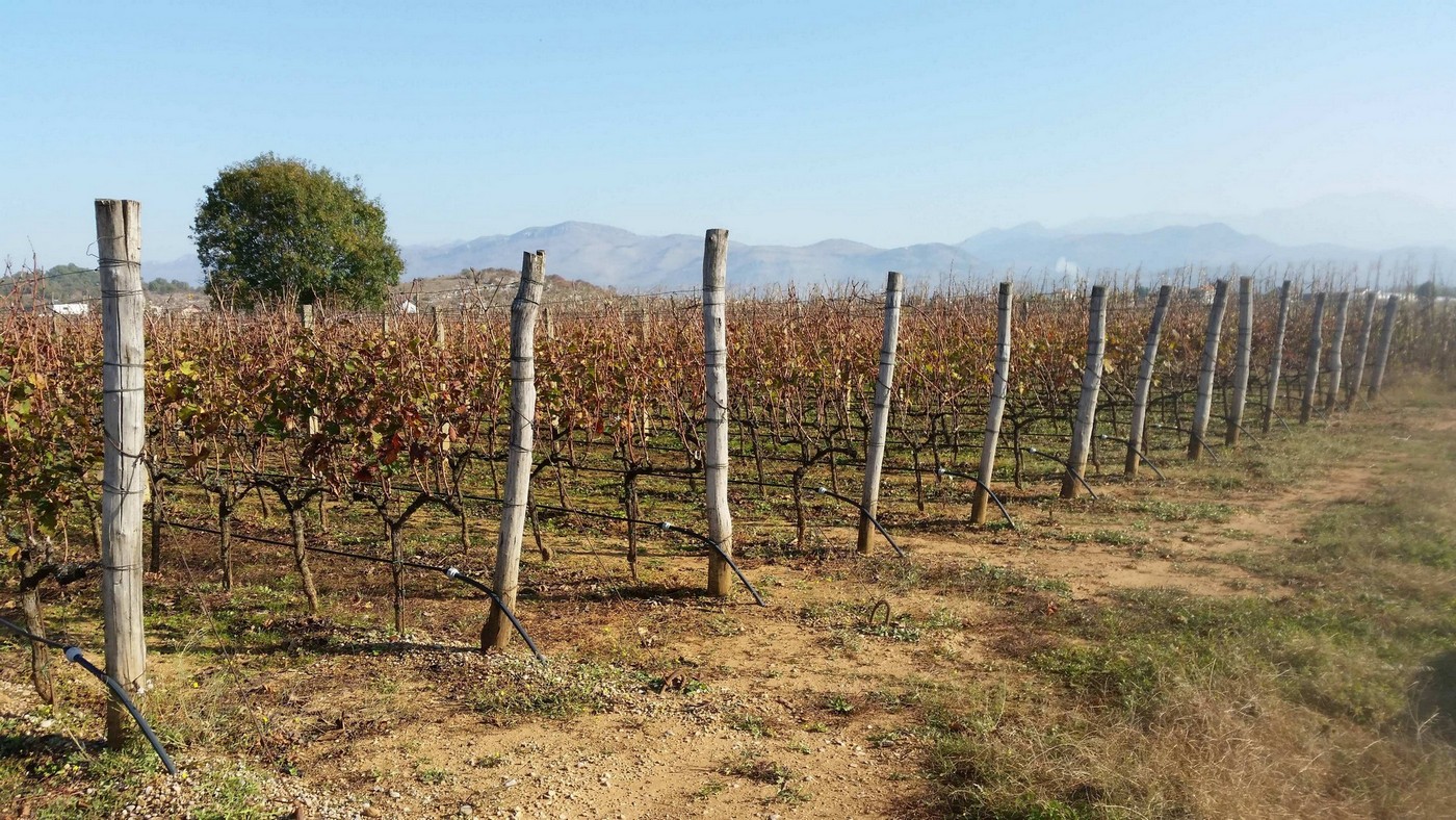 Виноградник в Черногории 0.7 га, урожайность 15 т